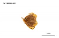 藏品(雙斑黃毒蛾)的圖片